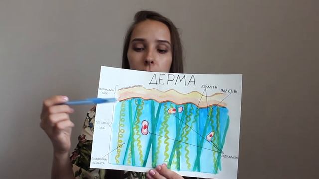 СТРОЕНИЕ КОЖИ
