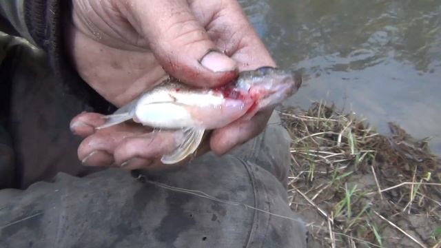 Рыбалка приколы Ерш заглотил 10 номер крючка Рыбалка на ерша Ловля ерша смотреть онлайн