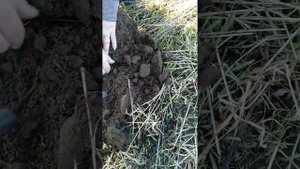 Коп старинных монет в Карелии