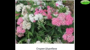 САМЫЕ МОРОЗОУСТОЙЧИВЫЕ ДЕКОРАТИВНЫЕ КУСТАРНИКИ, ДЕРЕВЬЯ_морозостойкие   #FROST_RESISTANT_SHRUBS