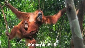 СУМАТРАНСКИЙ ОРАНГУТАН?/Животные life/Приматы/Животные/Интересные факты