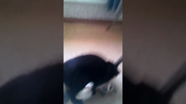 ГОЛУБЫЕ КОТЫ смотреть онлайн