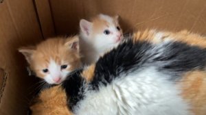 Котята впервые попробовали корм для котят и вот ЧТО ВЫШЛО!