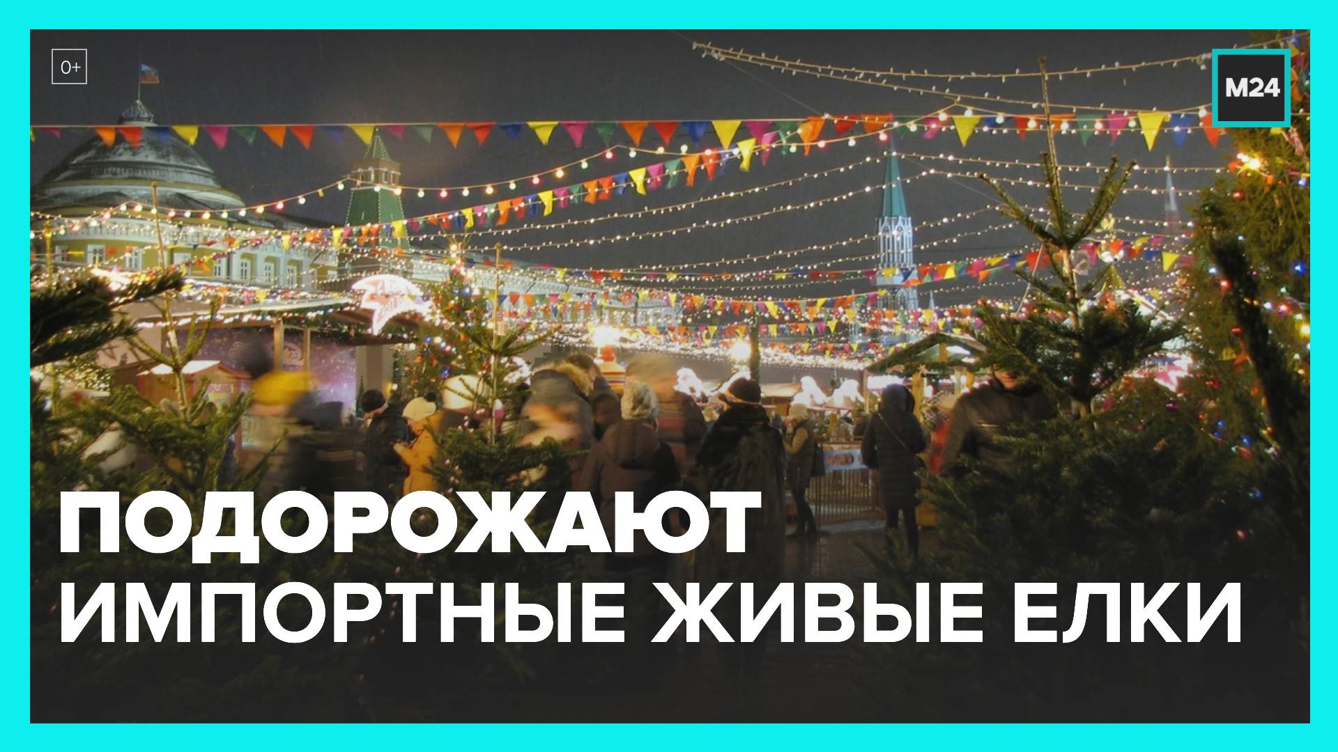 Специалисты Рослесинфорга предупредили о подорожании импортных живых елок к Новому году - Москва 24