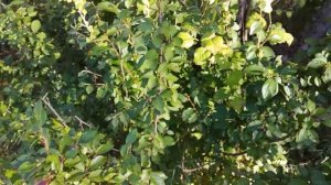 #Кустарник с чёрными ягодами.#Кизильник #черноплодный