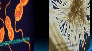 одноклеточные организмы.mp4