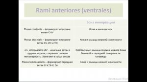 Периферическая нервная система. Спинномозговые нервы. Ветви спинномозговых нервов.