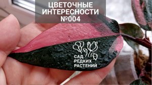 Интересности 004. Филодендроны с петрушкой, розовая принцесса на фитиле, хойя разочаровала, альбуки