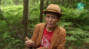 Как правильно собирать грибы?