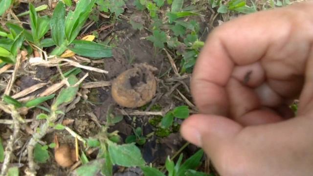 冬天看到的野菇，有的是四季可見，有的是遲到了 смотреть онлайн