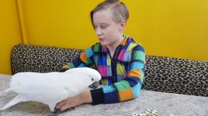 Игры-игрульки. Какаду, Гиацинтовый Ара, попугай ара, попугай играет с сыном. Попугай бесится.