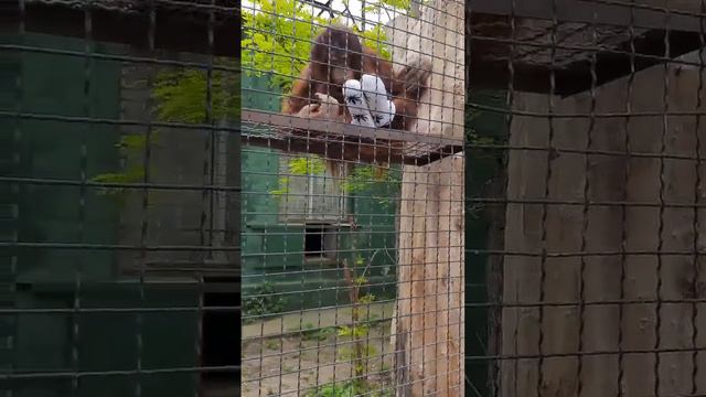 Орангутан Дана собственной персоной! Тайган смотреть онлайн