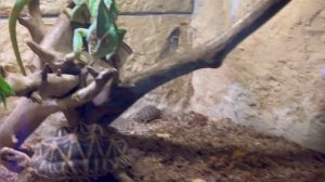 ?? АРМЕНИЯ ?? ЕРЕВАН. Центральные улицы Еревана. Аллея фонтанов в Ереване. Вечерний Ереван.