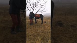 Обучение лошадей