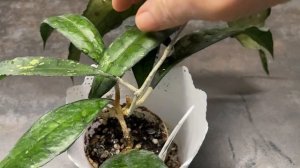 Хойя финлаисонии 317( Hoya finlaisonii 317). Преображение.