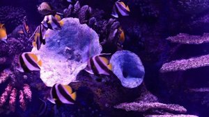 AQUARIUM 4K Coral Reef 4K Aquarium No Music No Ads - 12 Hours | Aquarium Sounds For Sleeping