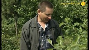 Полезные насекомые - в помощь! В саду надо жить в согласии с природой