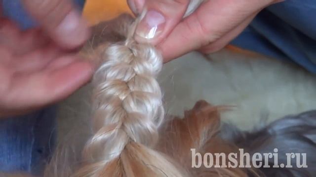 Прически для йорков заплетаем косичку Йорку смотреть онлайн