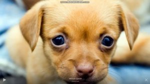 СОКО СОКО БАЧИ БАЧИ