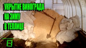 ПОДГОТОВКА ВИНОГРАДА К ЗИМОВКЕ В ТЕПЛИЦЕ. СЕВЕРНЫЙ ВИНОГРАДНИК. ПОЛИКАРБОНАТНАЯ ТЕПЛИЦА