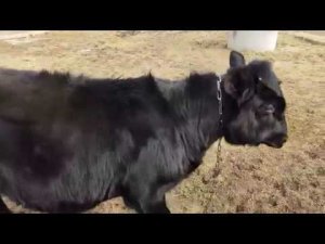 МОЛОДОЙ БЫЧОК КАКОЙ СЫР С ПЕРЦЕИ КАКОЙ  СЫР С ТМИНОМ