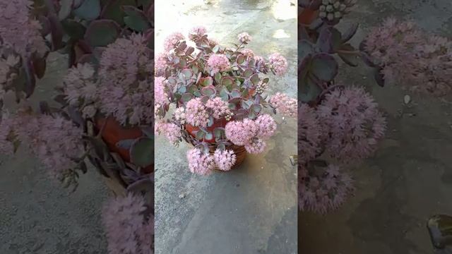 Me conseguido este sedum sieboldii