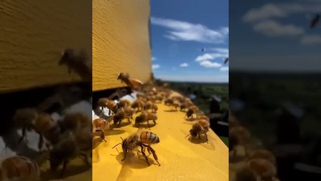 Когда очень жарко, пчелы собираются около входа в улей и становятся... кондиционерами!