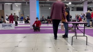 Выставка собак пород 3 группы ранга САС + Speciality