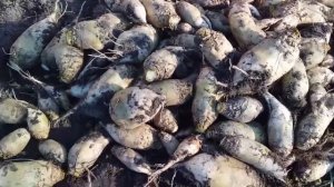 УБОРКА КОРМОВОЙ СВЕКЛЫ
