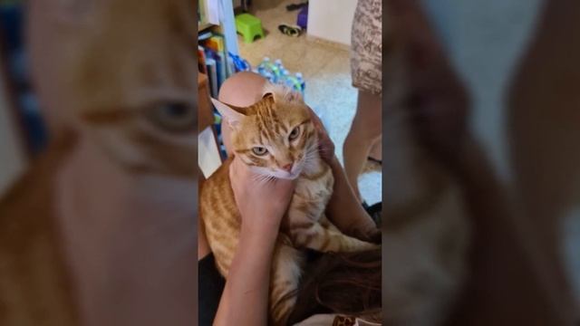 Жил-был рыжий кот смотреть онлайн