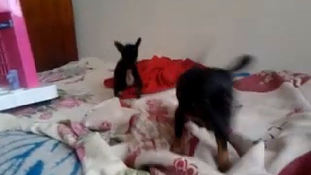 щенки той-терьера продажа - 2 кобеля