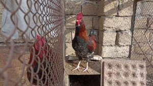 ПЕТУХИ КУКАРЕКАЮТ | Четыре петуха кукарекают | 02.02.2023