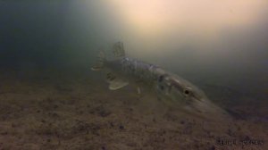 Щука на Балансир | Первый Лед | Зимняя Рыбалка 2017-2018