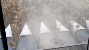 Уборка подсолнуха комбайном Claas /Moldova