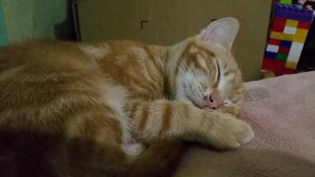 Кот спит и дергается 22.02.17 смотреть онлайн