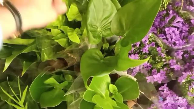 Wizyta w kwiaciarni Biedronki🐞Cudne Alokazje za 18,99zł😁Dragon Scale...Black Velvet..itd🌿Plant Haul смотреть онлайн