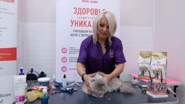 ГРУМИНГ ВЗРОСЛОГО ЖИВОТНОГО ПОРОДЫ ХАЙЛЕНД ФОЛД