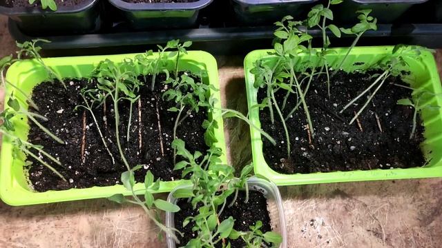 22# Рассада пикировка томатов 05.04.2022#дача#огород#рассада#томаты смотреть онлайн