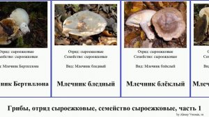 Грибы, отряд сыроежковые, семейство сыроежковые, часть 1 млечник груздь подгруздок fungus Рыжик