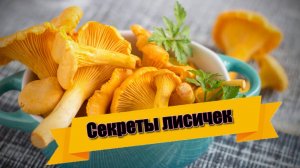 СЕКРЕТЫ ЛИСИЧЕК