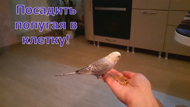 РВОТА У ПОПУГАЯ! ЧТО ДЕЛАТЬ ПРИ РВОТЕ У ВОЛНИСТОГО ПОПУГАЯ? РВОТА ИЛИ ОТРЫГИВАНИЕ? КАК ОТЛИЧИТЬ?