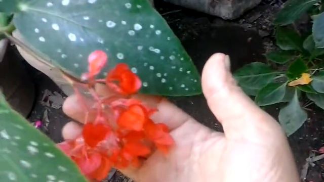 Flores de begonias rojas смотреть онлайн