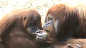 Любовь орангутанга orangutan in love
