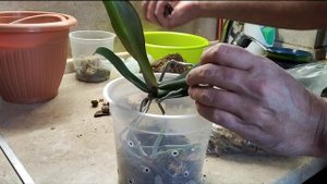 Орхидеи/Детка на цветоносе орхидеи/Как отсадить детку орхидеи/Размножение орхидей/Пересадка орхидей