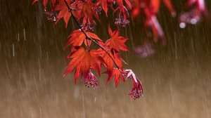 Relax music - With rain | Релакс музыка музыка - С дождем | 放鬆音樂 - 下雨