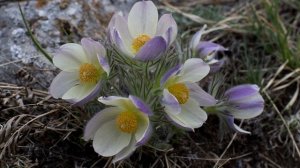 Сон-трава. Сказочный подснежник