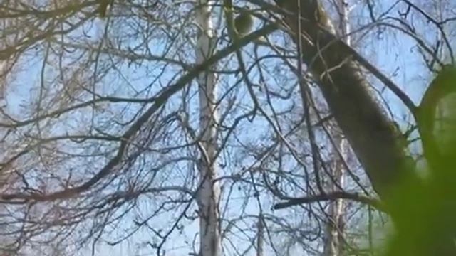 Птицы с хохолками едят рябину смотреть онлайн