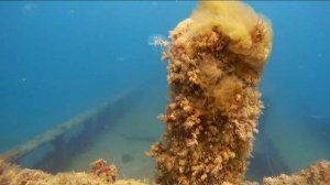 Затопленный торпедный катер , мыс Меганом , фридайвинг