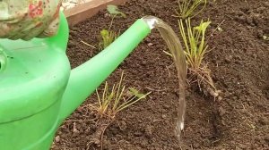 Омоложение клубники!🍓