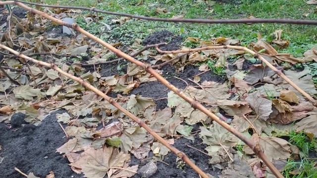 Виноград. Обрезка. Усиленное звено. Для чего , оно!?!?! смотреть онлайн